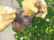 Allstate Animal Control, bat held in gloved hands