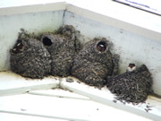 Allstate Animal Control, baby swallow chicks in nest