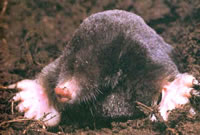 Ground Mole