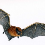 Bat (2)