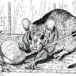 Rat (1)
