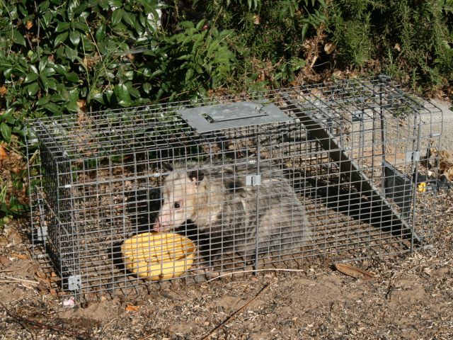 opossum remival