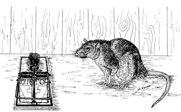 Rat staring at a rat trap