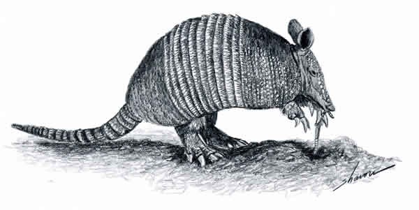 Armadillo eating a worm