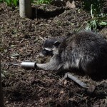 raccoon_snare