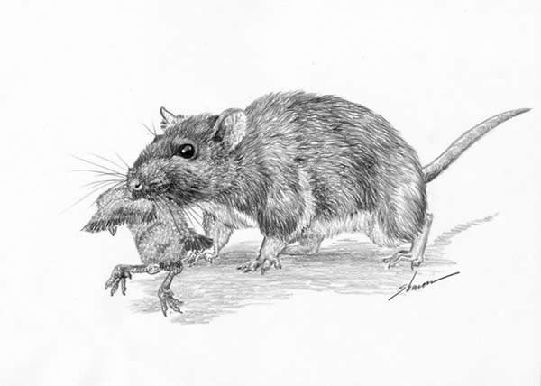 Rat eating a baby bird