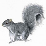 Squirrel (5)