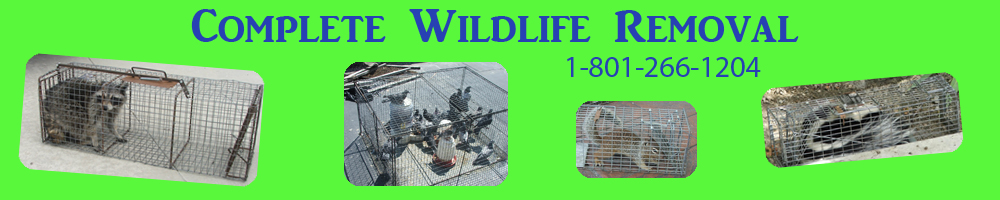 Complete Wildlife Removal