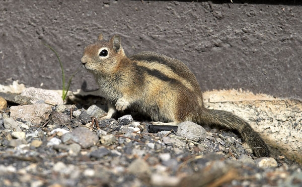 Squirrel