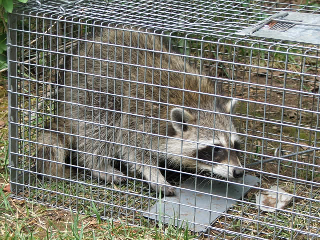 raccoon_cage2.jpg