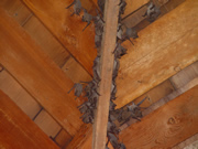 Allstate Animal Control, attic bats