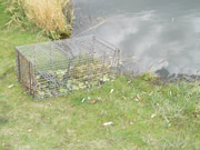 beaver cage trap