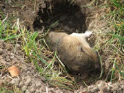 dead gopher in gopher hole