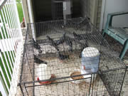 Allstate Animal Control, pigeons and crap