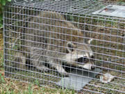 Allstate Animal Control raccoon trap