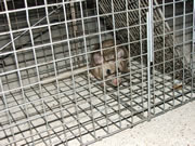 rat in a cage trap