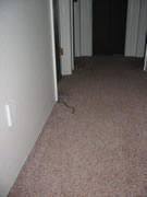 Allstate Animal Control photo snake in hallway