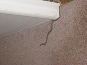 Allstate Animal Control photo snake in home