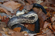 Allstate Animal Control photo snake in autumn leaves