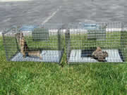 Allstate Animal Control--squirrels caught