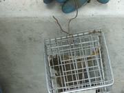 Allstate Animal Control squirrel trap