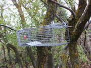 Allstate Animal Control squirrel trap set