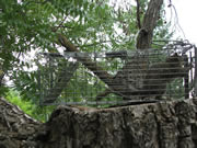 Allstate Animal Control-- squirrel cage trap