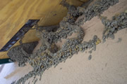Allstate Animal Control, cliff swallow nests
