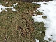 springtime vole damage