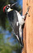 Allstate Animal Control photo woodpecker with red crest