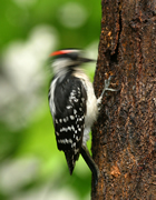 Allstate Animal Control photo woodpecker drilling