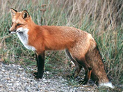 fox