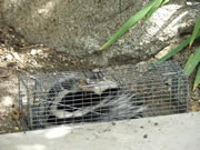 Allstate Animal Control photo skunk trap