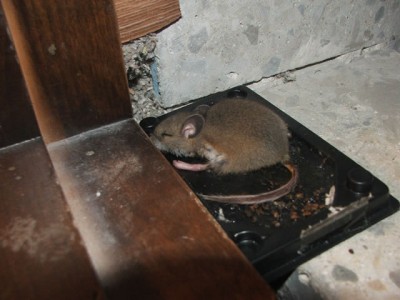 how to get rid of dead animal smell in crawl space