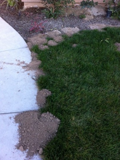 Get Rid Of Gophers Trapper Tails