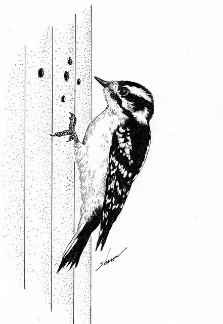 Woodpecker damaging house siding, drawing