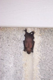 baby bat on wall