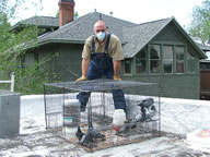 Allstate Bird Control pigeon trap