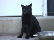 Allstate Animal Control photo black cat