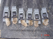 Allstate Animal Control photo six dead mice in traps