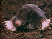 Allstate Animal Control photo ground mole