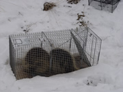 Allstate Animal Control trap containing two beaver