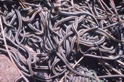 Allstate Animal Control photo hundreds of snakes