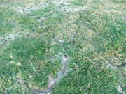 vole paths and damage