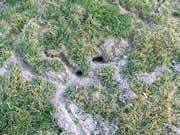 vole trails and holes
